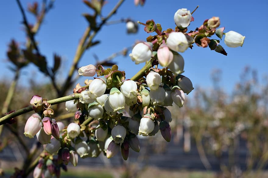 Bilberry Blossoms, Hoa nham lê, những bông hoa trắng, Thiên nhiên, bụi rậm, những bông hoa, mùa xuân, nông nghiệp, bông hoa, cận cảnh, cây