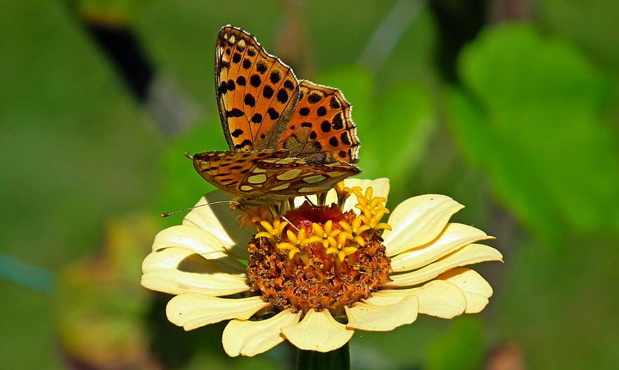 Insect, Butterfly, Flower, Zinnia, Yellow Flower, Plant, Flora, Pollens, Butterfly Pollination, Bloom, Blossom