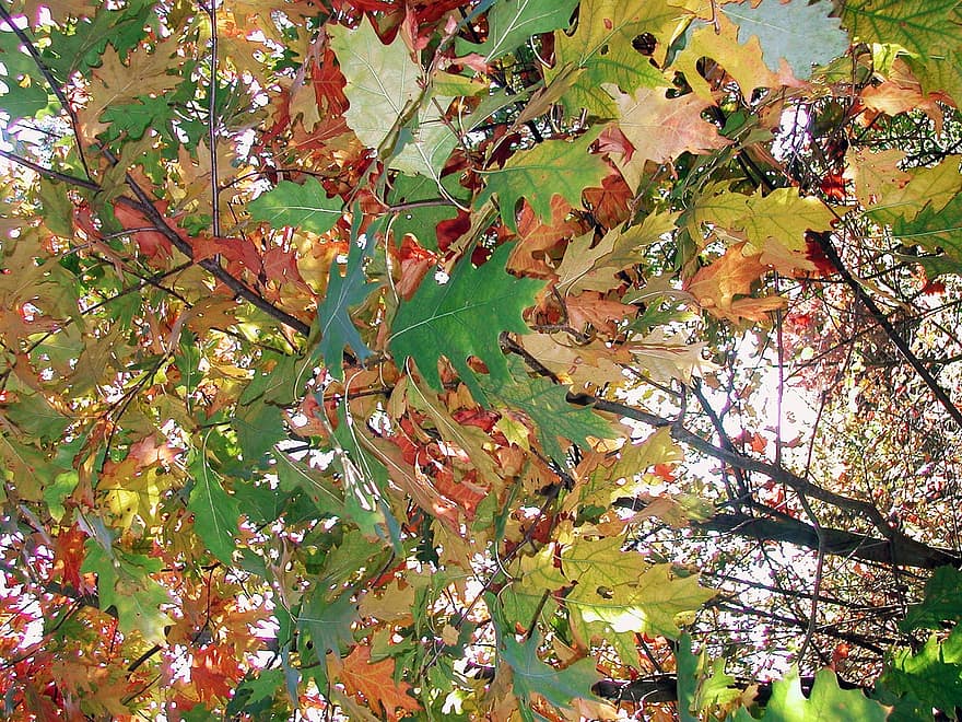 잎, 천개, 가지, 참나무 잎, 가을 잎, 초록빛을 띤, 잎 색소, 파란 하늘, 배경, 가을 기분