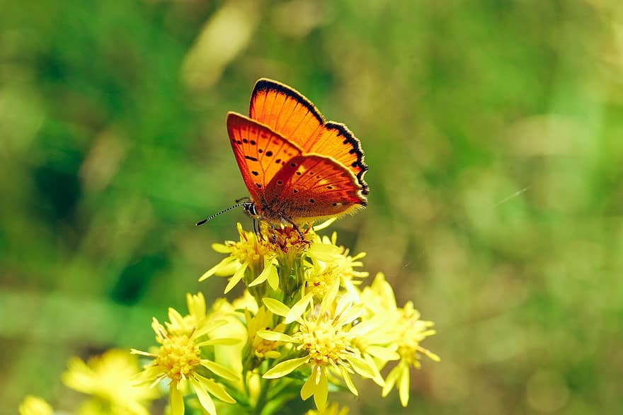метелик, комаха, крила, помаранчевий, природи, літо, квітка