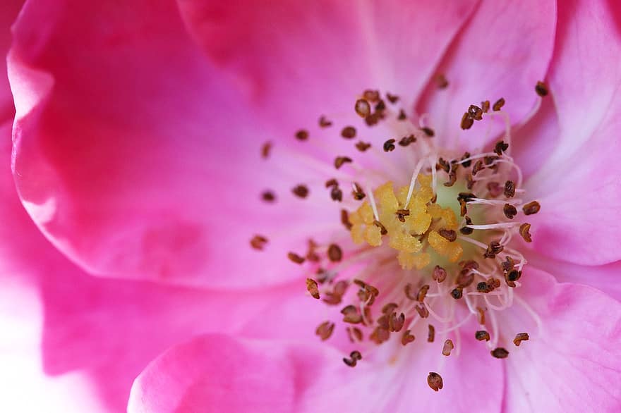 pink rose, støvveje, makro, Rose, blomst, lyserød blomst, kronblade, flor, blomstre, flora, pink kronblade