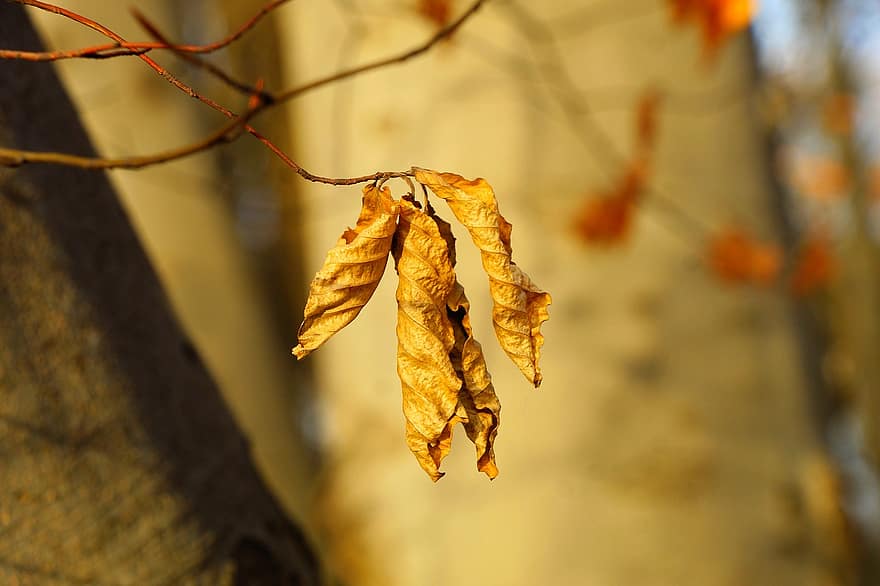 листя, засохлий, падіння, осінь, сухого листя, відділення, гілочка, лист, жовтий, дерево, сезон