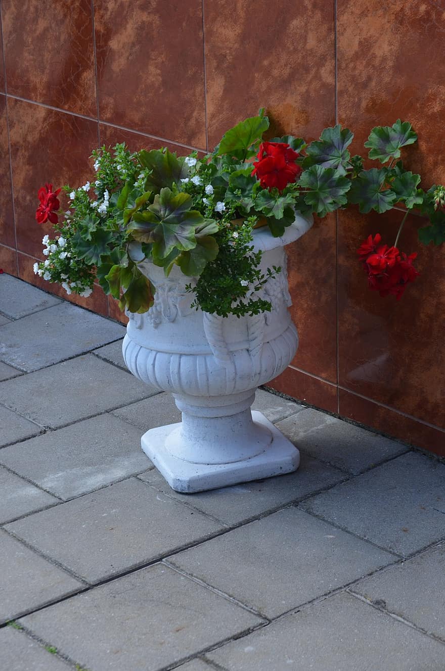 Geranium, Flowers, Vase