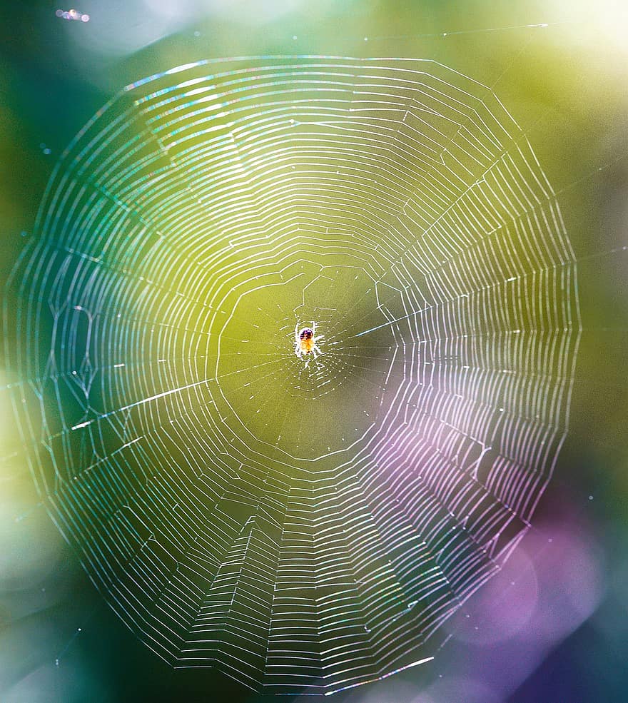 seitti, hämähäkinverkko, hämähäkki, verkko, hyönteinen, luonto
