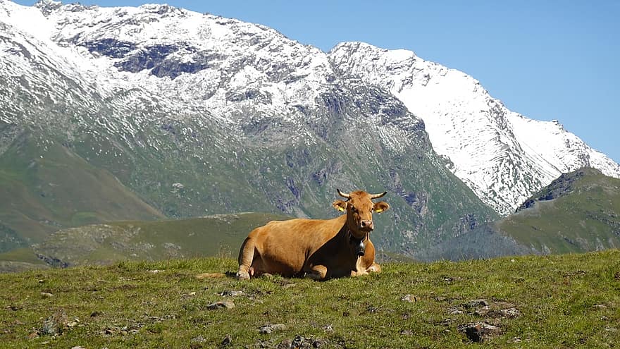 vacă, coarne, păşune, camp, pășune, munţi, zăpadă, natură, alm, Alp Flix