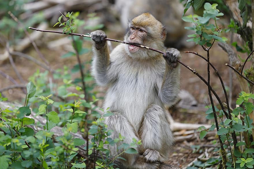 Barbarijse makaak, primaten, dieren in het wild, zoogdier, soorten, fauna, dier, struik, primaat, aap, schattig