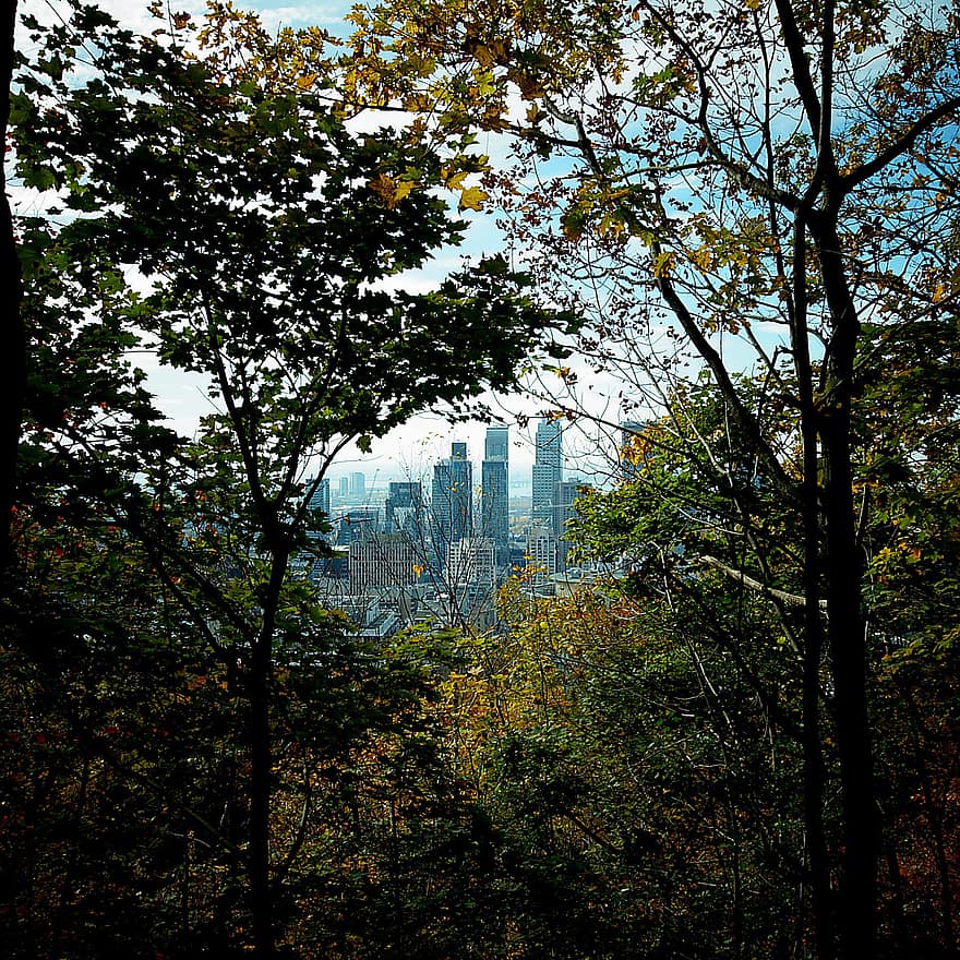 Montreal, Miasto, lasy liściaste, spadek, las, jesień, liść, drzewo, architektura, wieżowiec, pejzaż miejski