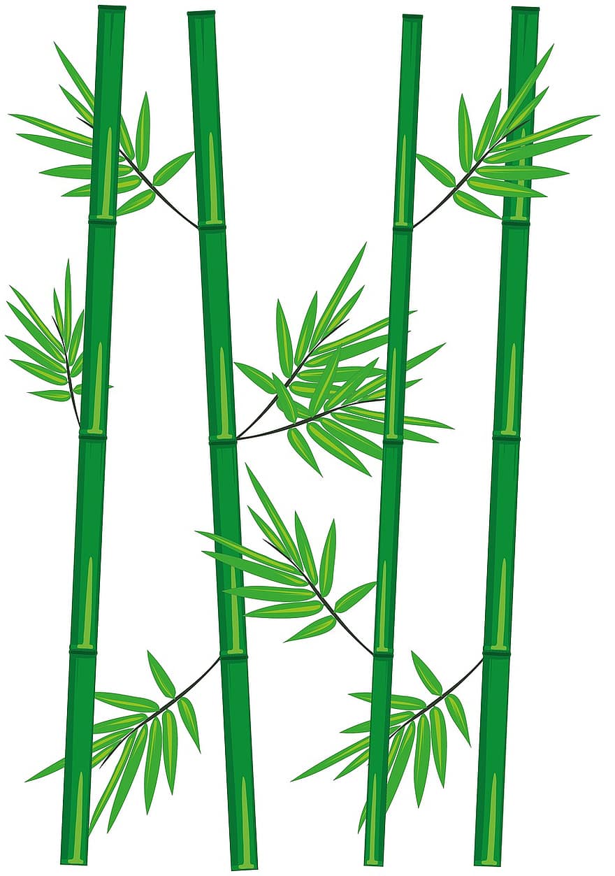 bambusa, mežs, kāts, lapas, augu, botāniskais, flora