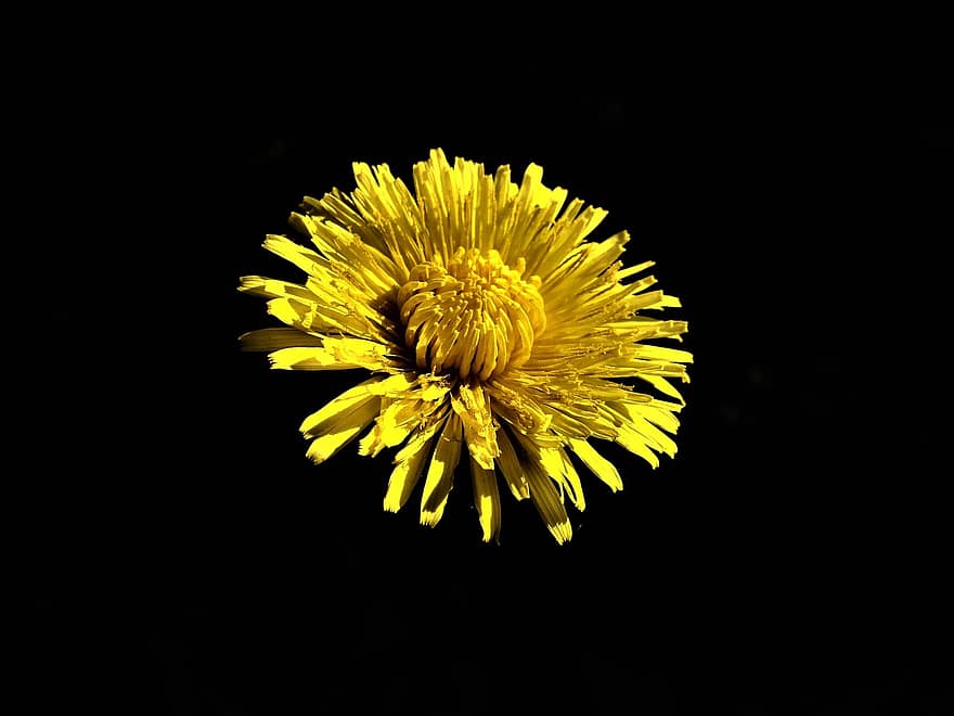 Dandelion, Yellow Flower, Flower, yellow, close-up, plant, macro, summer, single flower, green color, petal