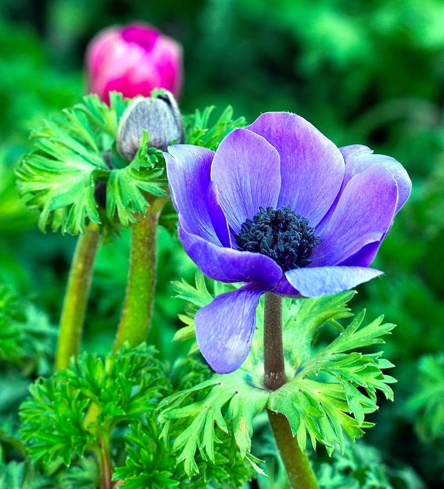 Anemone, Flower, Plant, Purple Flower, Petals, Bloom, Bud, Leaves, Spring, Nature, close-up