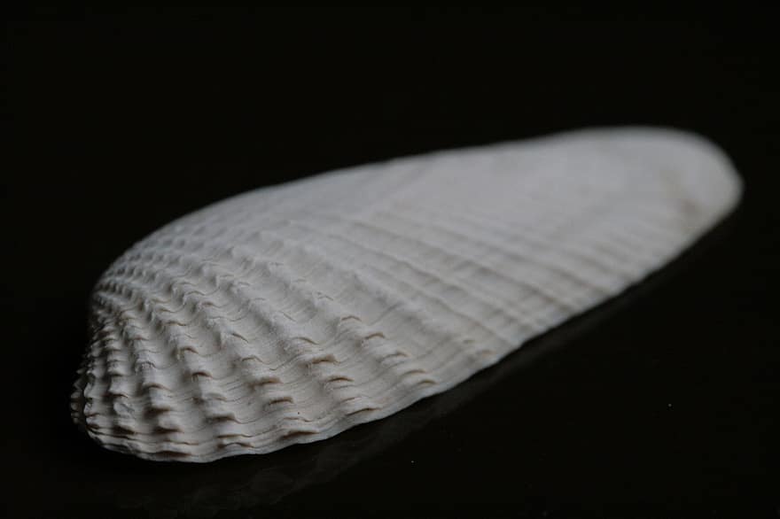 Scallop, Shell, Texture, Seashell, Minimalistic, Contrast