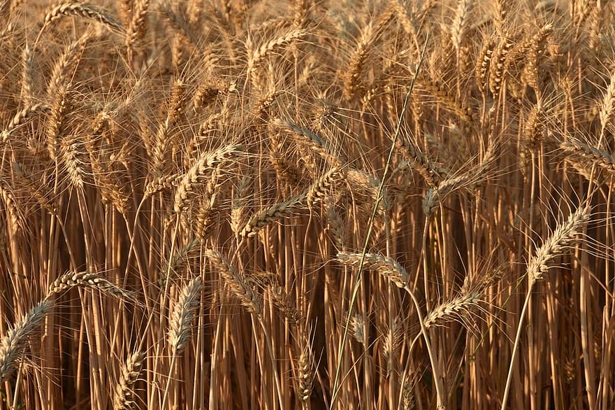trigo, campo, colheita