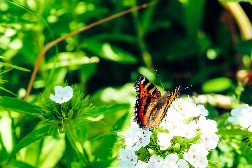 пеперуда, насекомо, крила, природа, лято, цвете, бял