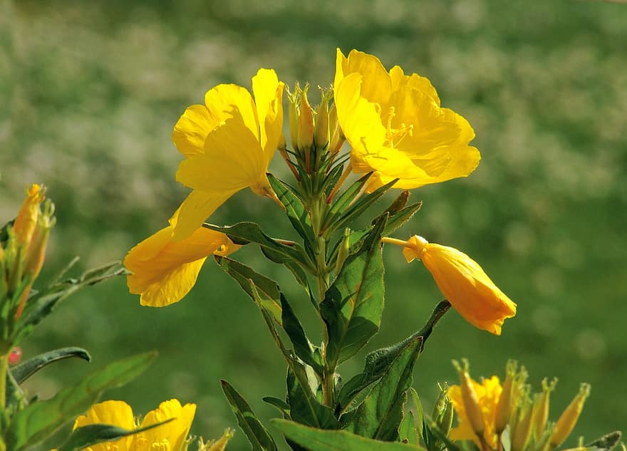 Императорская роща, энотера биеннис, трава, желтый цветок, цветок, лепестки