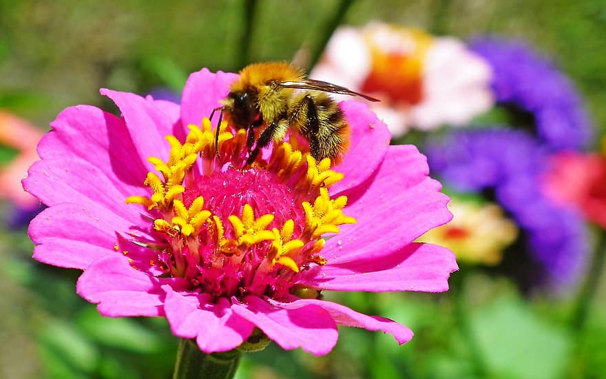 насекомо, земна пчела, ентомология, опрашване, цвете, разцвет, природа, градина
