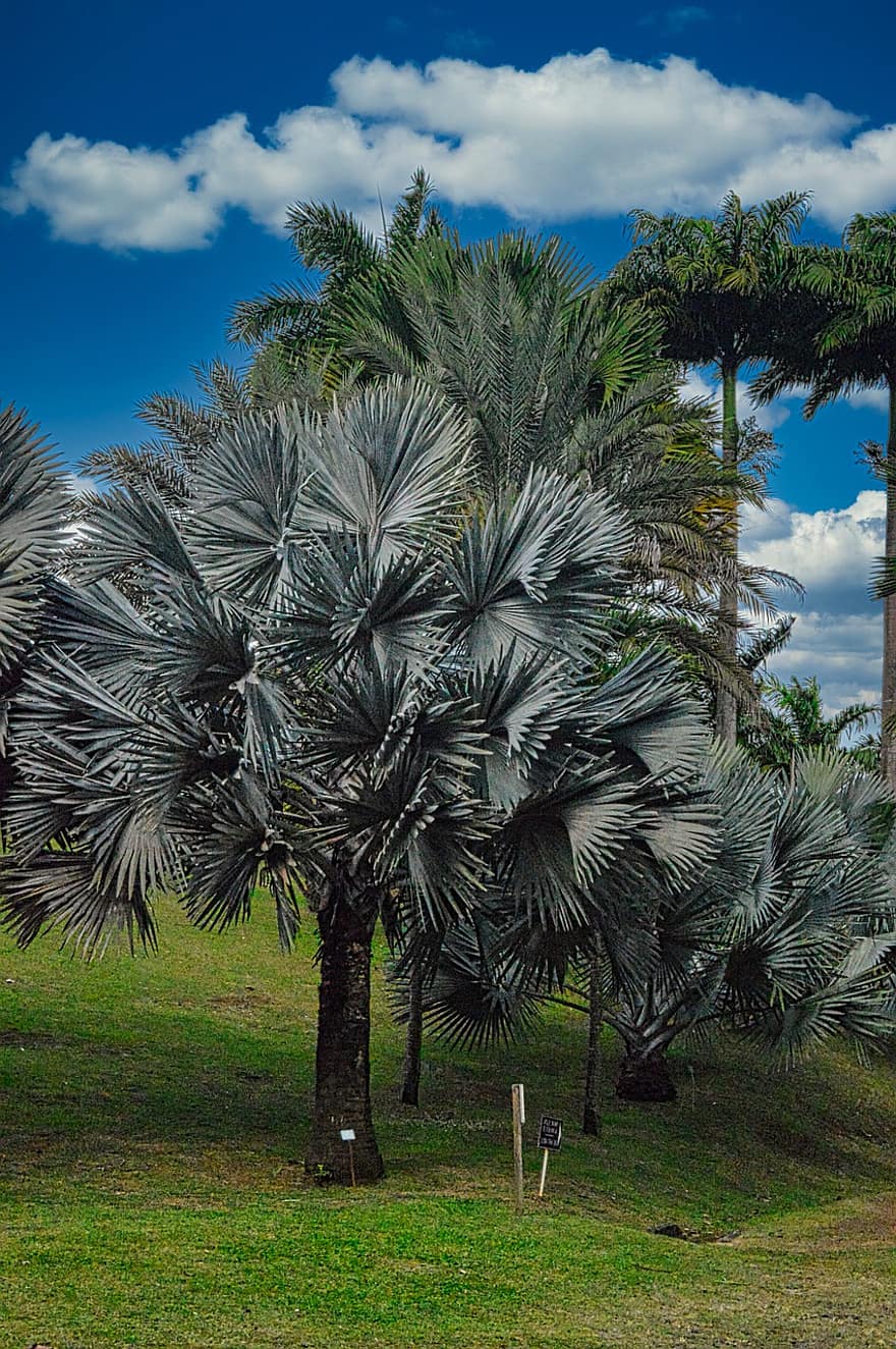 palmbomen, planten, natuur, bomen, palm, tropisch, gazon