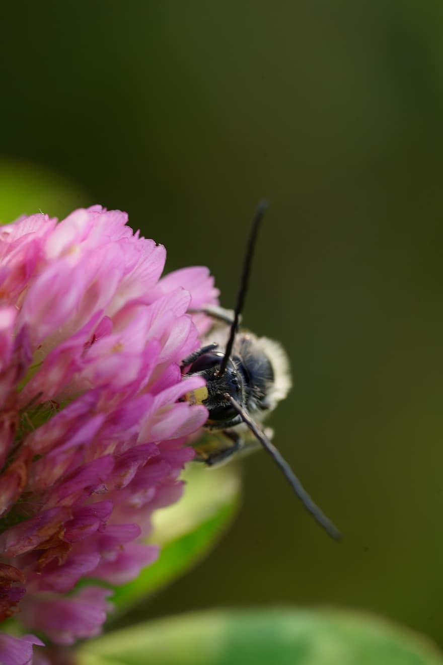 albină, insectă, poleniza, polenizare, floare, insectă înțepată, aripi, natură, hymenoptera, entomologie, a închide