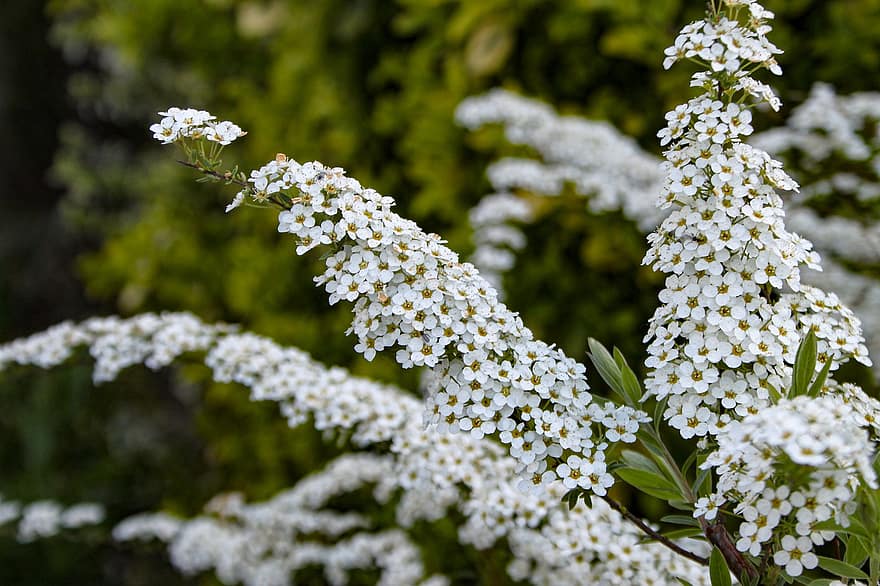 Meadowsweet, ดอกไม้, ปลูก, spiraea thunbergii, spiraea, ดอกสีขาว, ดอกย่อย, เบ่งบาน, ดอก, สวน, ธรรมชาติ