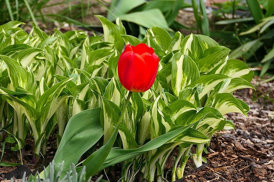 tulipán, flor, planta, rojo, paisaje, jardín, color verde, hoja, frescura, verano, cabeza de flor