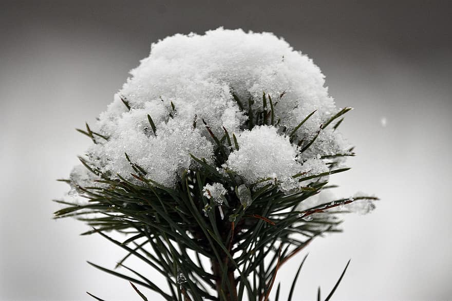 Tree, Pine, Needles, Snow, Frost, Winter, Cold, Season, Nature, Seedling