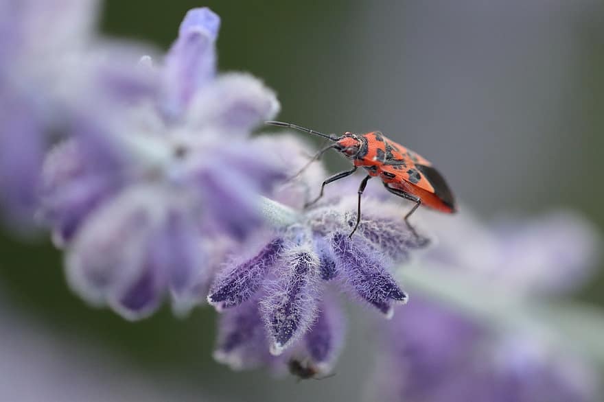 bille, insekt, natur, makro, rød, forår, dyr verden, punkter, vinge, Direkte, blomst