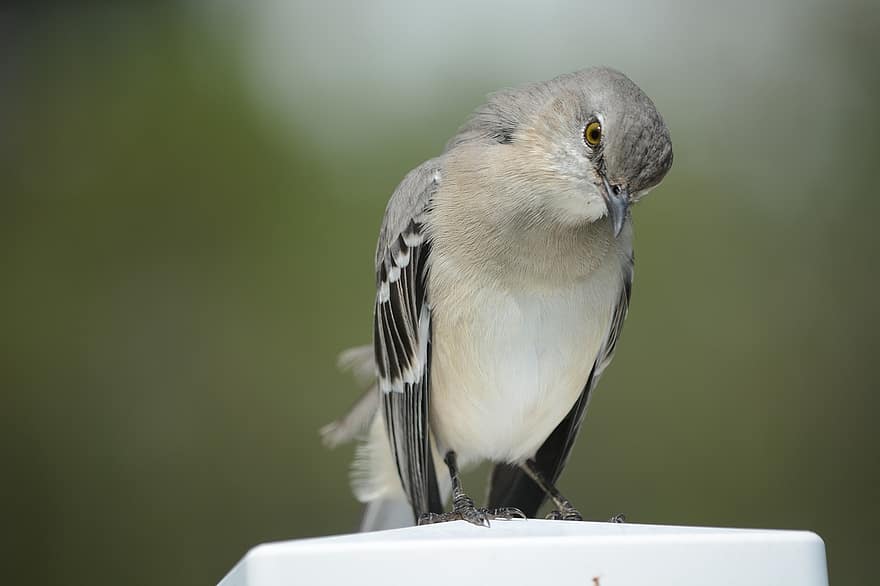 Bird, Staring, Northern Mockingbird, Perched, Insect Eater, Feathery, Mockingbird, Outdoors, Wildlife, Nature, Avian