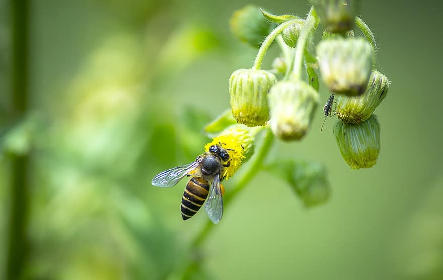 serangga, lebah, ilmu serangga, penyerbukan, makro, margasatwa, alam, merapatkan, warna hijau, musim panas, menanam