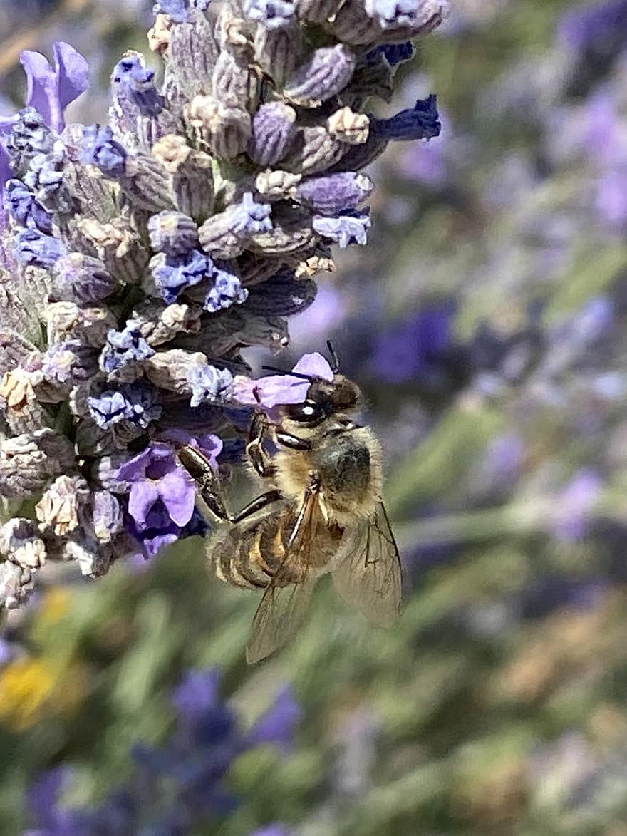 con ong, côn trùng, thụ phấn, bông hoa, Côn trùng cánh, cánh, Thiên nhiên, hymenoptera, côn trùng học, vĩ mô, Hoa oải hương