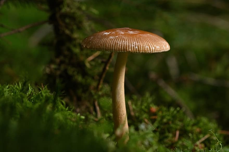 Mushroom, Wild Mushroom, Fungus, Spore, Sponge, Mycology, Forest Ground, Forest Floor, Forest, Wildlife, Toxic