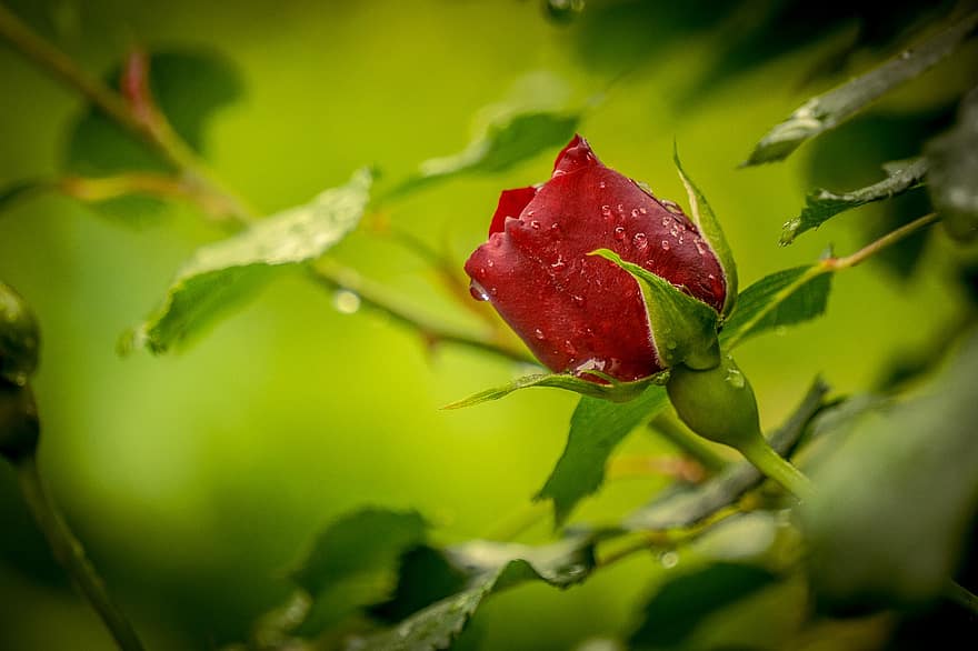 장미, 빨간, 꽃, 물방울, 빗방울, 젖은, 붉은 장미, 빨간 꽃, 붉은 꽃잎, 장미 꽃잎, 꽃잎