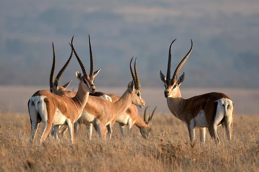 Impalat, eläimet, nisäkkäät, aepyceros melampus, villieläimiä, villieläimet, eläimistö, erämaa, luonto, Lewa, Kenia