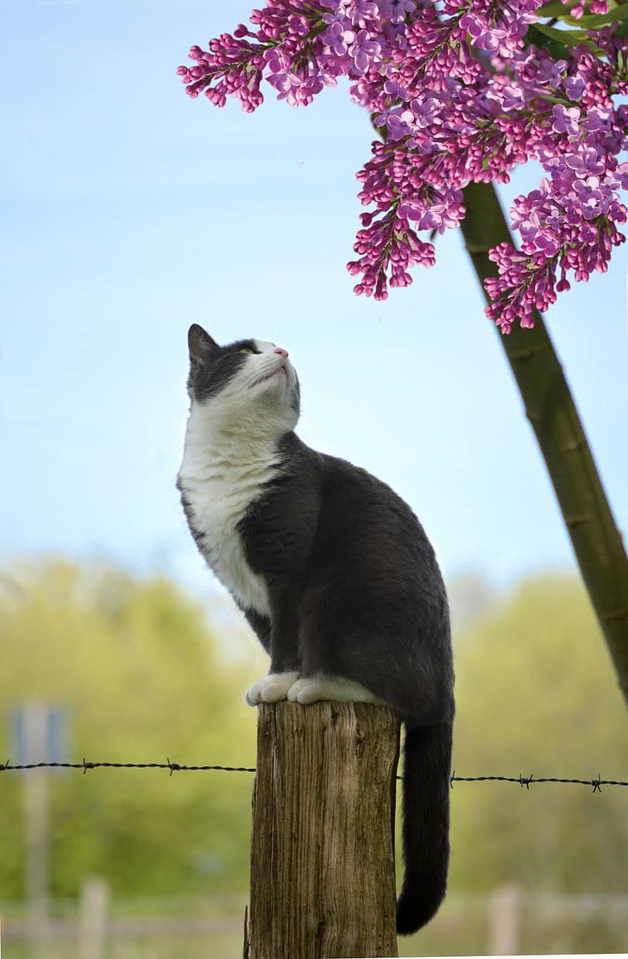 кошка, фиолетовые цветы, забор, задний двор, сад, на открытом воздухе, расцветает, животное, домашнее животное, природа, деревянный прут