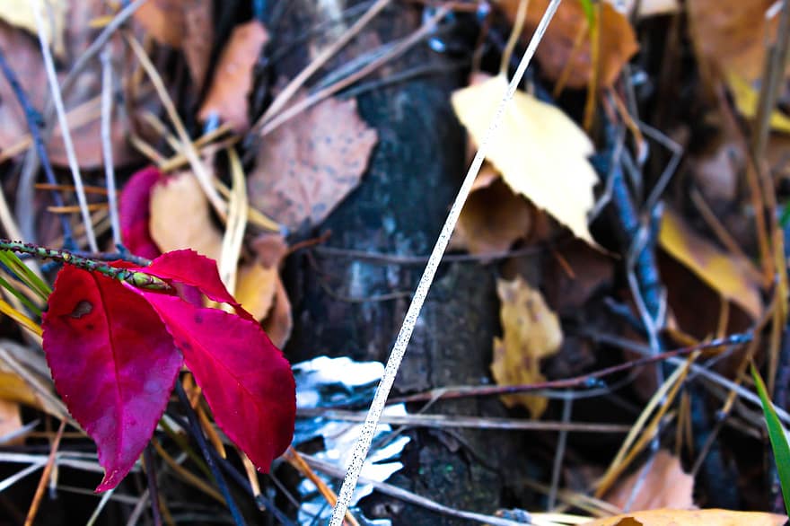 listy, větvičky, podzim, červené listy, tráva, Příroda
