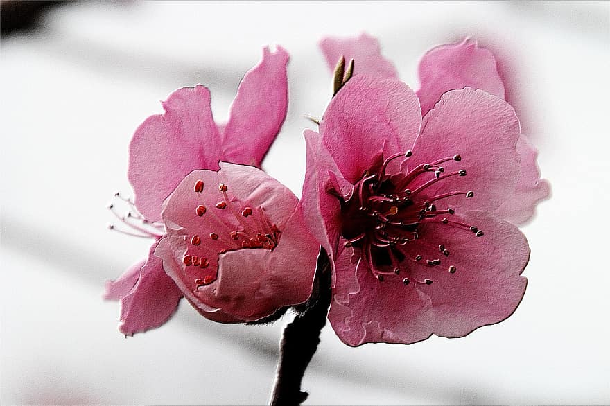 花、桃、ピンク、春、フローラル、自然、咲く