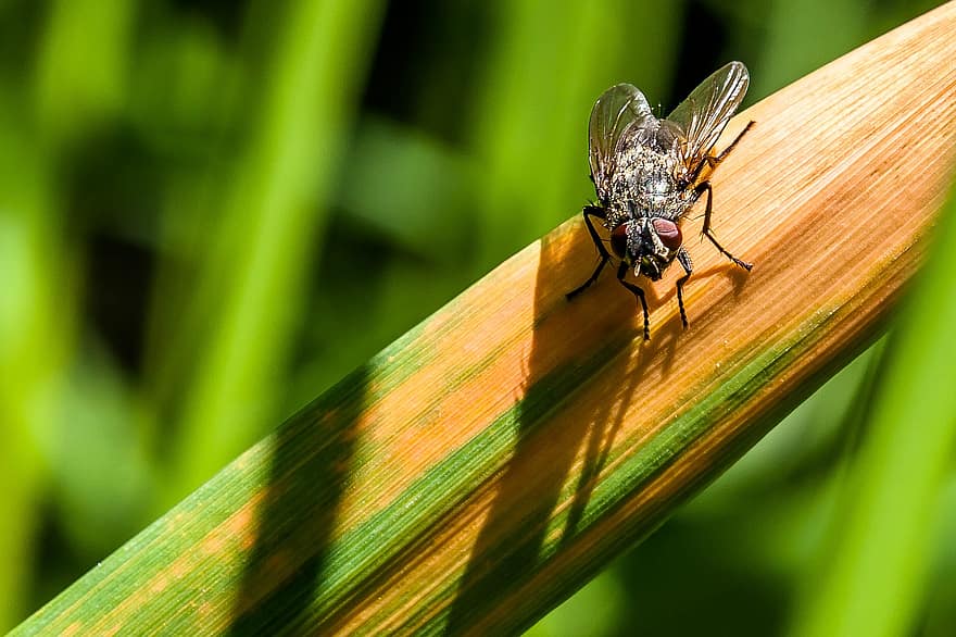Fly, Insect, Grass, Diptera, Plant, Field, Nature