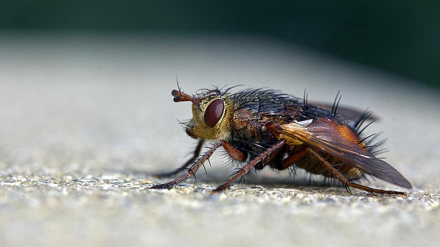 insetto, volare, entomologia, specie, macro