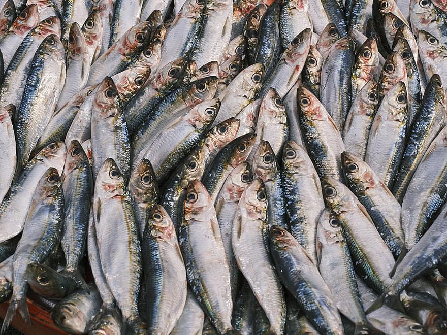 Herring, Fish, Market, Seafood, Food, Raw, Fresh, Animals, Wet Market, Protein, freshness