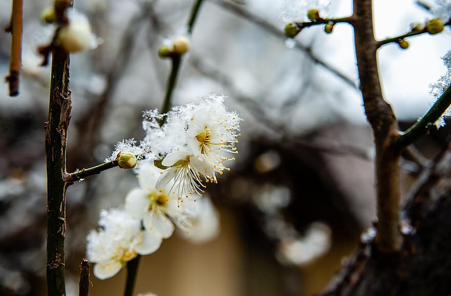 Branch, Flowers, Snow, Frost, Ice, Winter, Bloom, Blossom, Tree, Nature, Bokeh