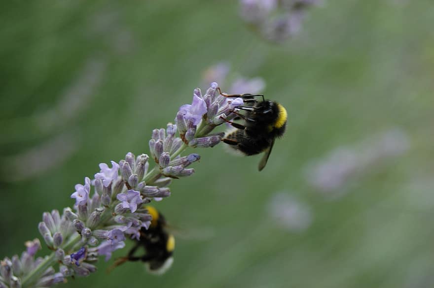 bier, insekter, pollinere, pollinering, blomster, bevingede insekter, vinger, natur, Hymenoptera, entomologi, insekt