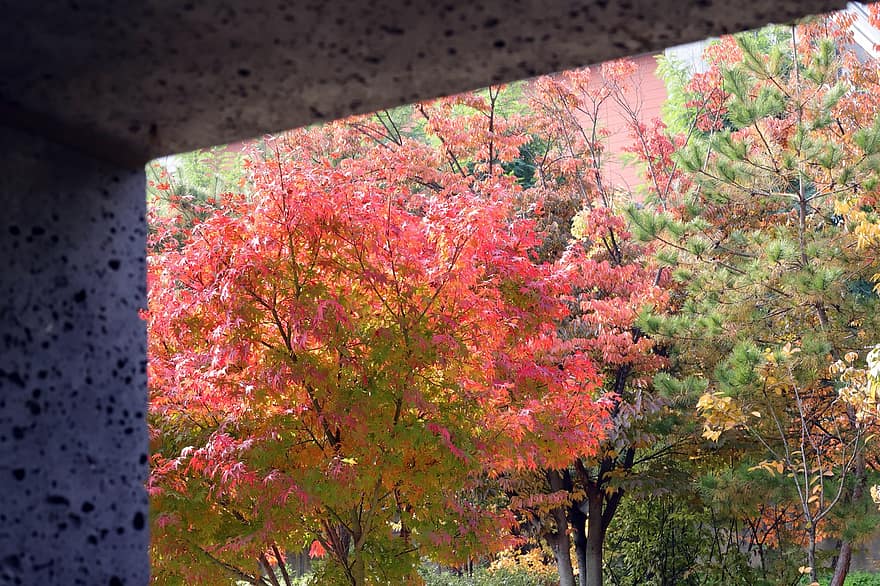 秋、木、紅葉、葉、自然、秋の季節、シーズン、マルチカラー、黄、工場、森林