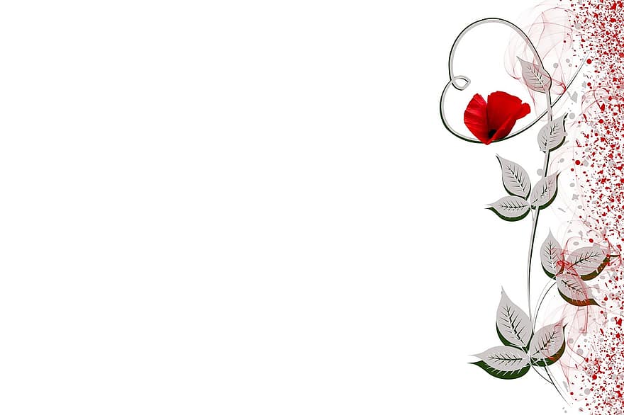 roselles vermelles, frontera, marc, fons, fons de pantalla, disseny, còpia espai, floral, disseny floral, frontera floral