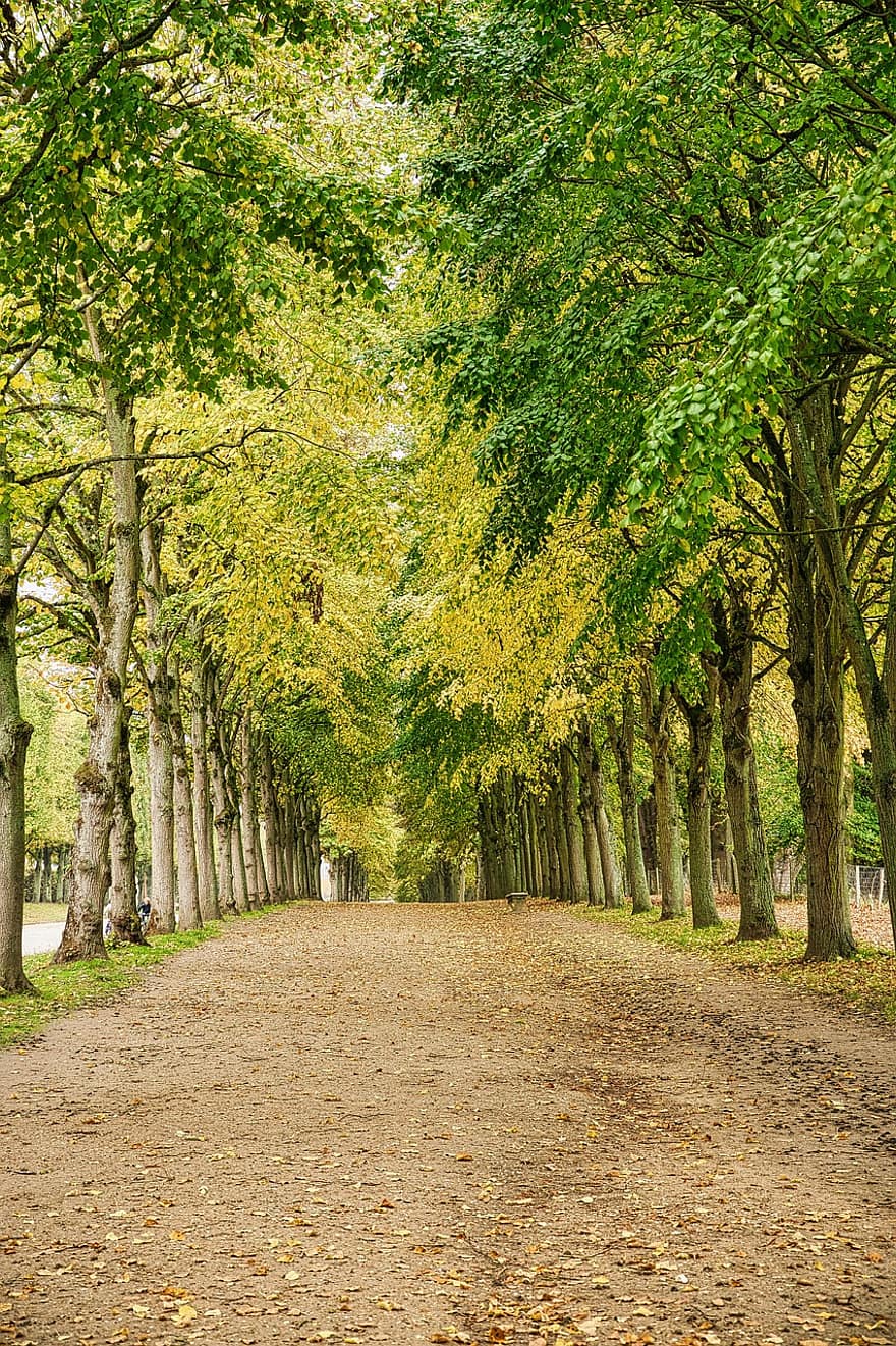 Versailles, parkere, avenue, træer, vej, sti, landskab, løv, natur, efterår