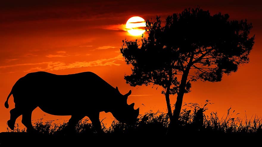 západ slunce, nosorožec, divoký, nebe, barvitý, roh, slonová kost, životní prostředí, krajiny, slunce, stromy