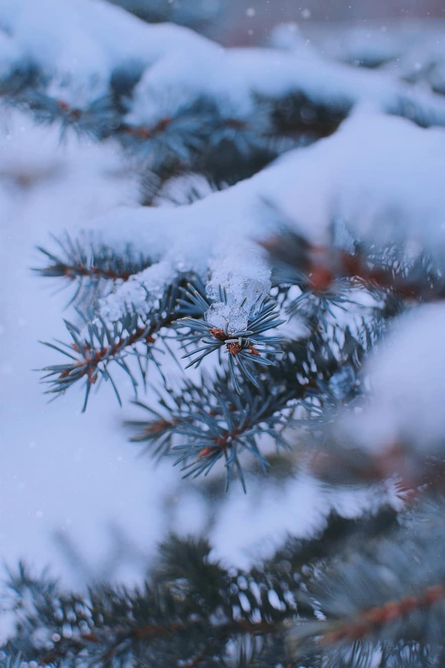 merapikan, salju, pohon, hijau abadi, musim dingin