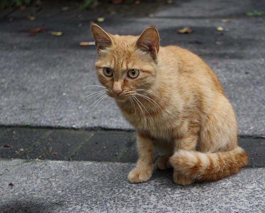 ネコ、ぶち、迷います、オレンジ色のぶち、ペット、動物、国内の、猫科、哺乳類