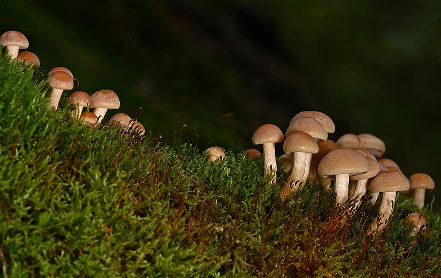 sienet, sammal, pieniä sieniä, metsä, luonto, pudota