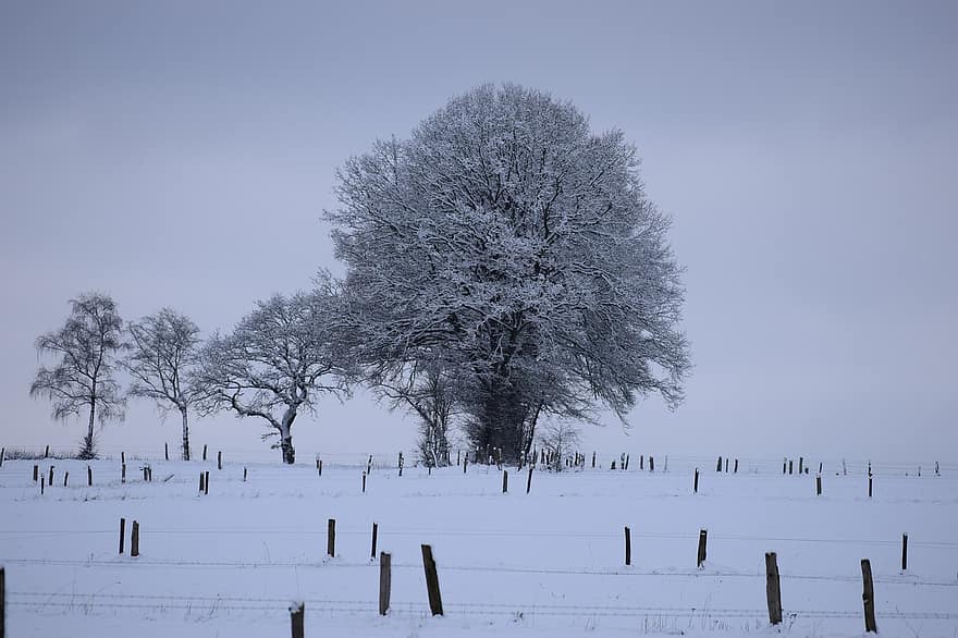 деревья, снег, зима, неприветливый, холодно, снежно, снежный пейзаж, волшебство зимы, мороз, поле, пейзаж