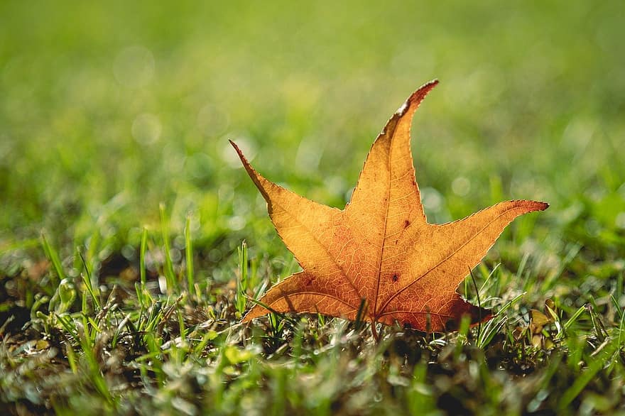 Kļavas lapa, rudenī, zāli