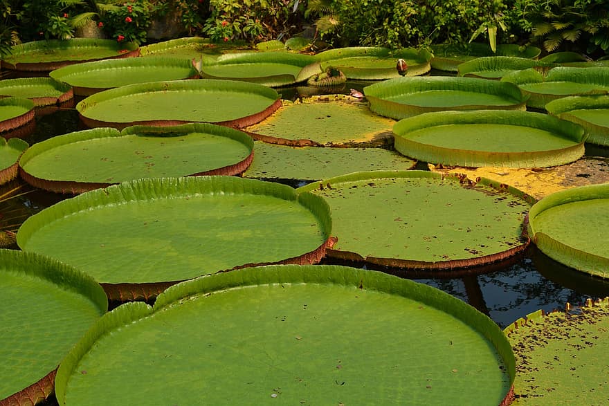victoria amazonica, Waterlelie, waterlelies, gigantische waterlelie, water plant, waterplant, vijver, natuur
