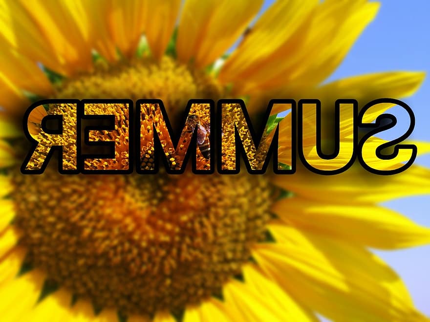 musim panas, bunga matahari, bunga, menanam, kuning, mekar, berkembang, indah, alam, merapatkan